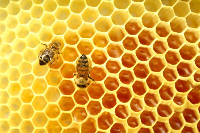 Bee in a hive